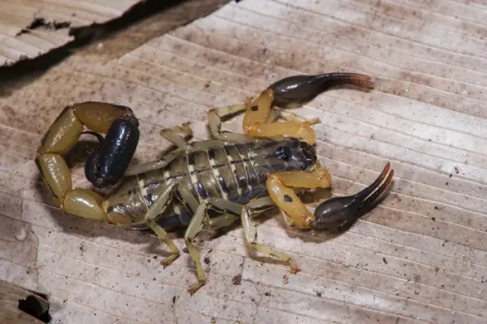 Framed Print : Scorpion, Odzala - Kokoua National Park, Republic of Congo (Congo - Brazzaville), AFRICA