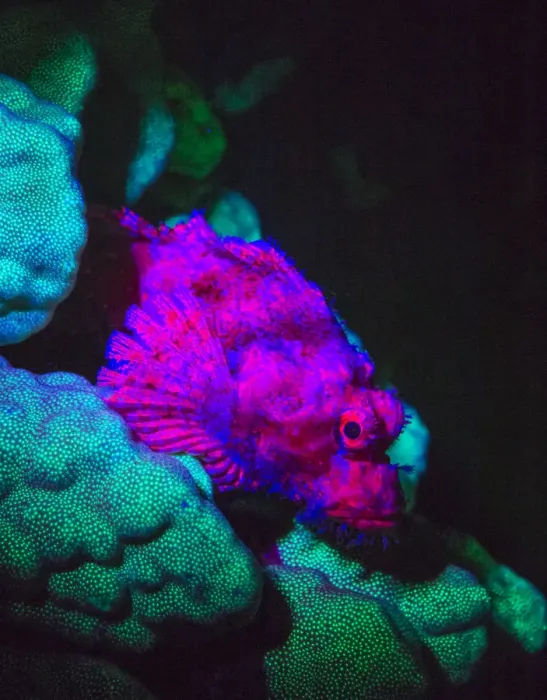 Framed Print : Scorpionfish, Dusk Fluorescing, Red Sea, Egypt, Middle East