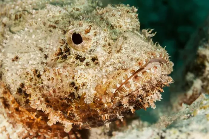 Framed Print : Scorpionfish portait, Boniare, N. A