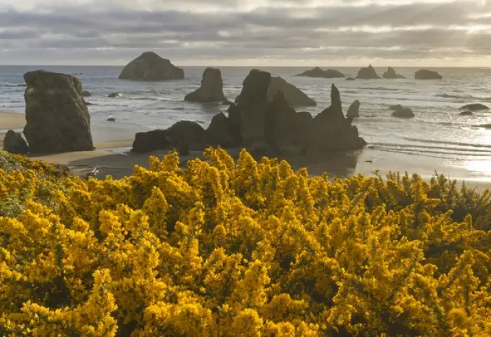 Framed Print : Scotchbroom and seastacks, Bandon, Oregon Framed Print : Scotchbroom and seastacks, Bandon, Oregon