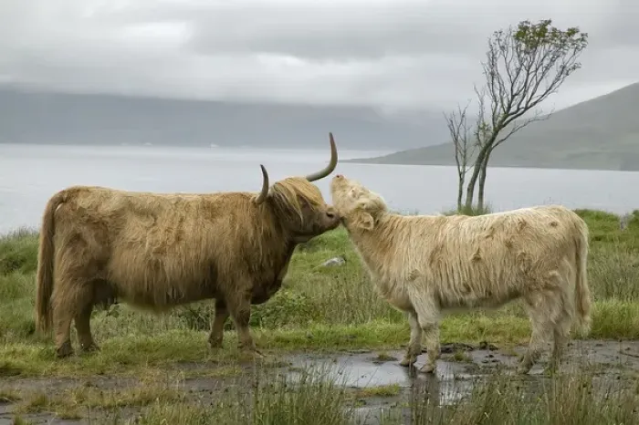 Framed Print : Scotland, Highland cows courting and grooming