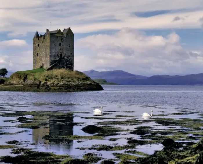 Framed Print : Scotland, Highland, Wester Ross, Stalker Castle. Mute swans paddle by Stalker Castle