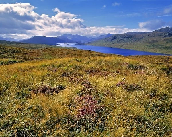Scotland, Highland, Wester Ross, Loch Cluanie. Heather covers the hillsides along