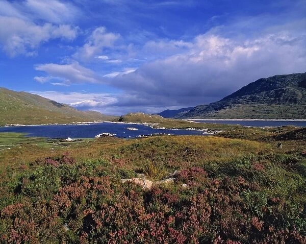 Scotland, Highland, Wester Ross, Loch Cluanie. Heather is thick near Loch Cluanie