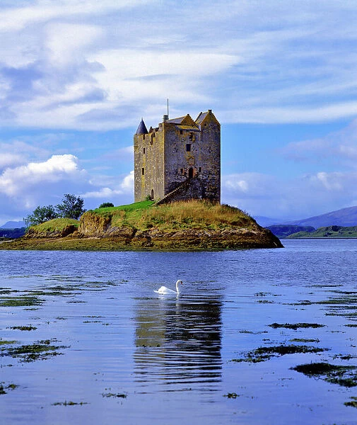 Scotland, Highland, Wester Ross, Loch Linnhe. A lone swan swims near Stalker Castle in Loch Linnhe