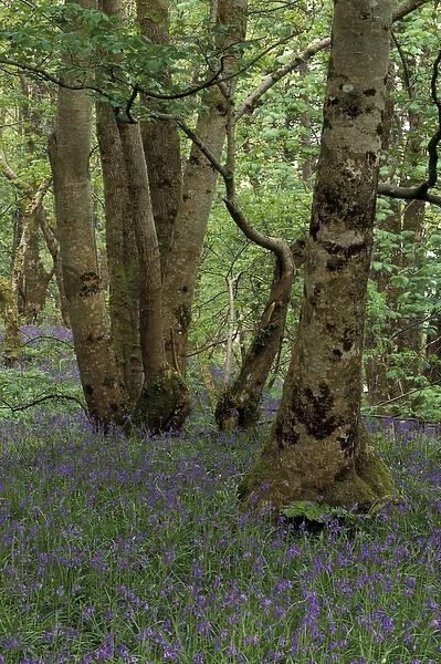 Scotland, Isle of Skye, Ardvasar. Forest landscape with bluebells