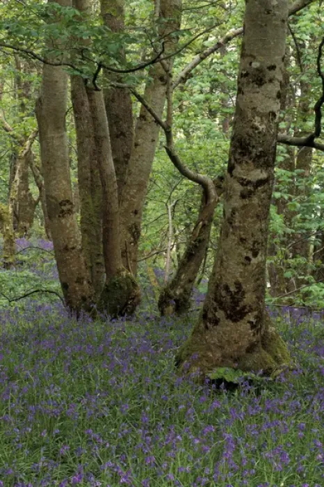 Framed Print : Scotland, Isle of Skye, Ardvasar. Forest landscape with bluebells Framed Print : Scotland, Isle of Skye, Ardvasar. Forest landscape with bluebells
