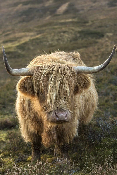 Scotland, The Isle of Skye. Close-up of highland cow