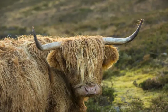 Framed Print : Scotland, The Isle of Skye. Close-up of highland cow