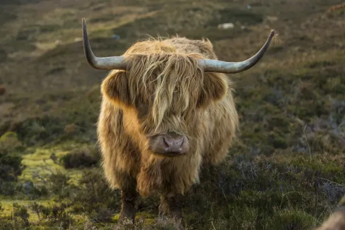 Framed Print : Scotland, The Isle of Skye. Close-up of highland cow Framed Print : Scotland, The Isle of Skye. Close-up of highland cow