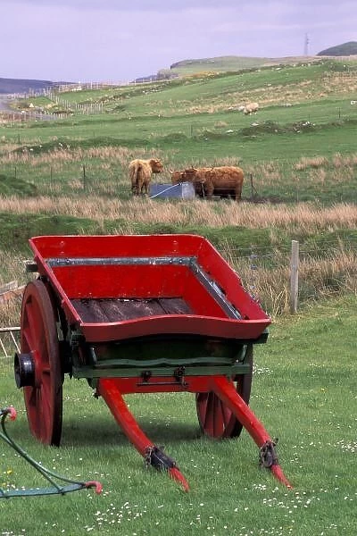 Scotland, Isle of Skye, Kilmuir. Farm animals and wheelbarrow