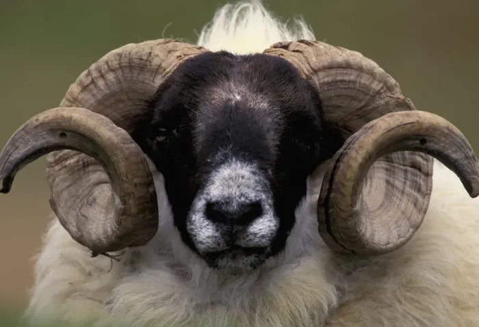 Framed Print : Scotland, Isle of Skye. Sheep portrait Framed Print : Scotland, Isle of Skye. Sheep portrait