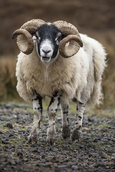 Scotland. Scottish black-faced sheep close-up