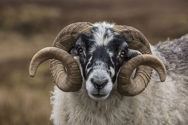 Scotland. Scottish black-faced sheep head close-up