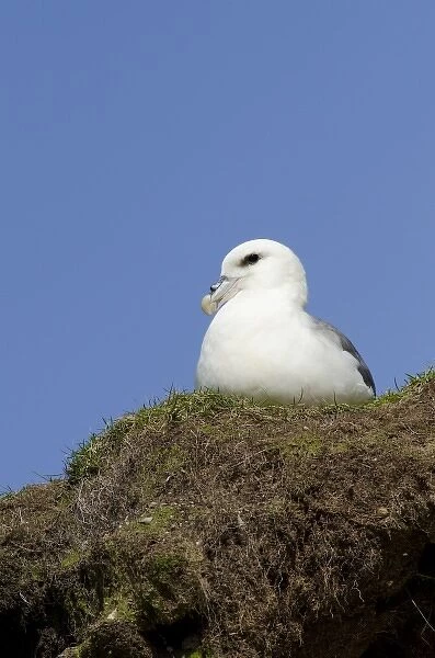 Scotland, St. Kilda Islands, Outer Hebrides. Historic island of Hirta. Nesting fulmar (WILD