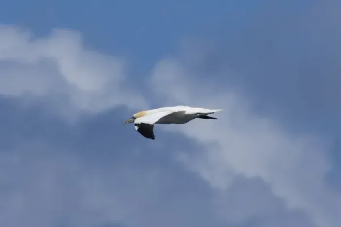 Framed Print : Scotland, St. Kilda Islands, Outer Hebrides. Island of Boreray, gannet in flight (Wild Framed Print : Scotland, St. Kilda Islands, Outer Hebrides. Island of Boreray, gannet in flight (Wild