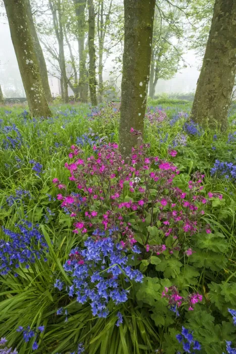 Framed Print : Scotland. Wildflower scenic Framed Print : Scotland. Wildflower scenic
