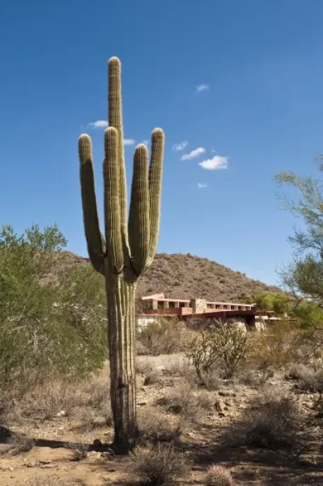 Framed Print : Scottsdale, Arizona. Saguaro cactus at Taliesin West, Frank Lloyd Wrights winter home Framed Print : Scottsdale, Arizona. Saguaro cactus at Taliesin West, Frank Lloyd Wrights winter home