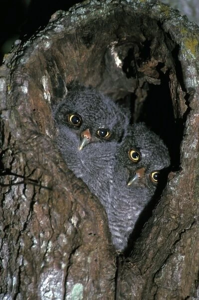 Screech Owl chicks in nest