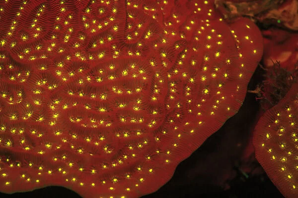 Scroll Coral, Night Fluorescing, Bonaire, Caribbean