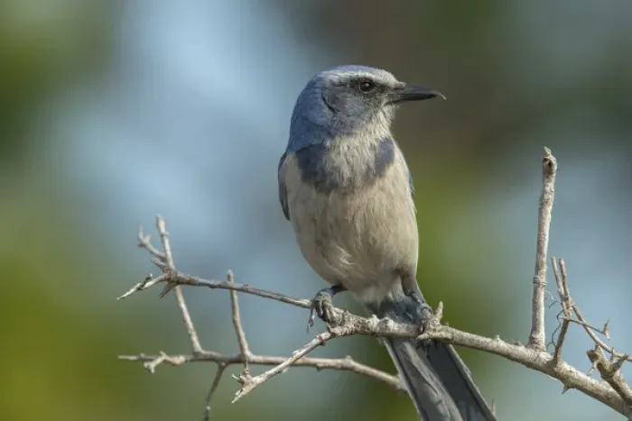 Framed Print : Scrub Jays, Aphelocoma coerulescens, Merritt island NWR, Florida, USA