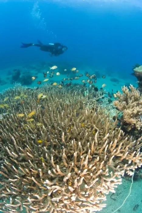 Framed Print : Scuba Diver at Apo Island, 10km from Dumaguete, capital of Negro Oriental Island