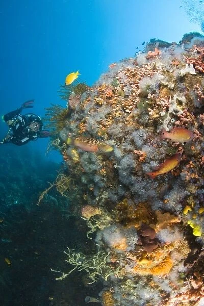 Scuba Diver at Apo Island, 10km from Dumaguete, capital of Negro Oriental Island