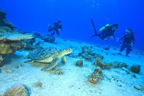 Scuba divers, Green Sea Turtle (Chelonia mydas), North Huvadhoo Atoll, Southern Maldives