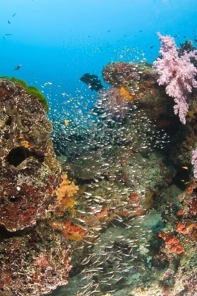 Scuba diving at Similan Islands Underwater Park, Thailand, SE Asia