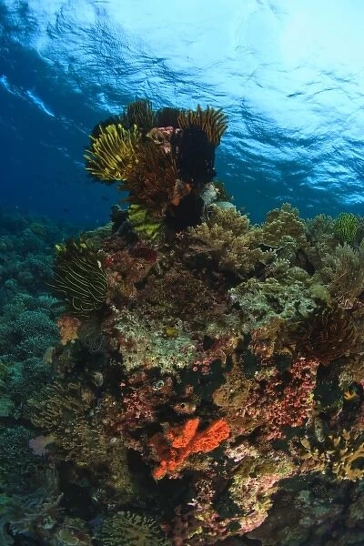Scuba Diving at Tukang Besi  /  Wakatobi Archipelago Marine Preserve, South Sulawesi, Indonesia, S