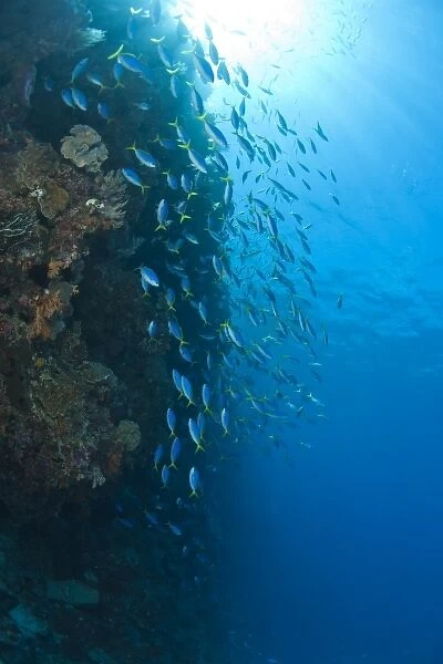 Scuba Diving at Tukang Besi  /  Wakatobi Archipelago Marine Preserve, South Sulawesi, Indonesia, S