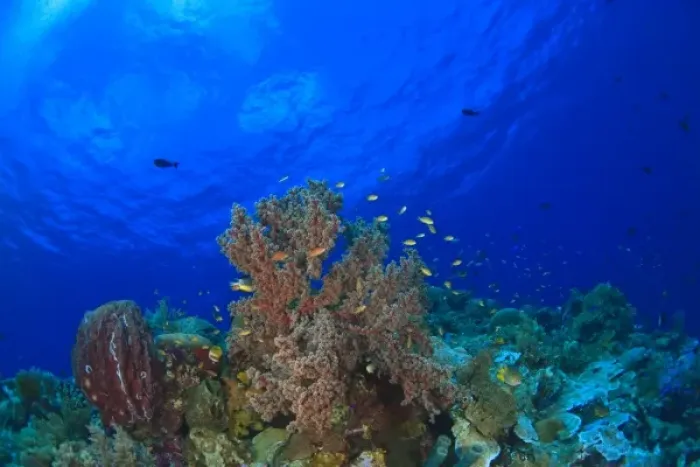Framed Print : Scuba Diving at Tukang Besi / Wakatobi Archipelago Marine Preserve, South Sulawesi, Indonesia, S Framed Print : Scuba Diving at Tukang Besi / Wakatobi Archipelago Marine Preserve, South Sulawesi, Indonesia, S