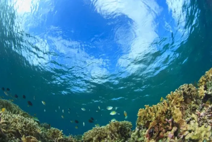 Framed Print : Scuba Diving at Tukang Besi  /  Wakatobi Archipelago Marine Preserve, South Sulawesi, Indonesia, S
