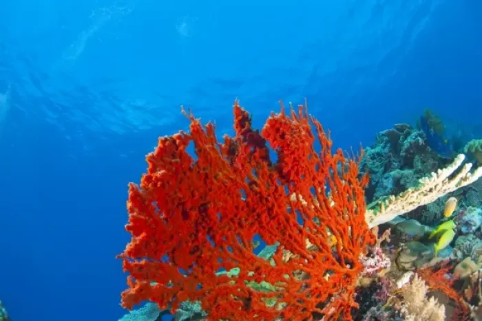 Framed Print : Scuba Diving at Tukang Besi / Wakatobi Archipelago Marine Preserve, South Sulawesi, Indonesia, S Framed Print : Scuba Diving at Tukang Besi / Wakatobi Archipelago Marine Preserve, South Sulawesi, Indonesia, S