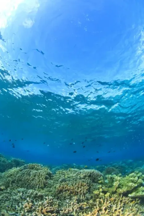 Framed Print : Scuba Diving at Tukang Besi  /  Wakatobi Archipelago Marine Preserve, South Sulawesi, Indonesia, S