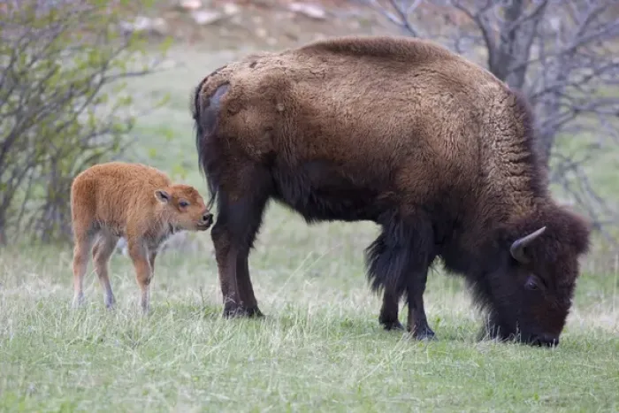Framed Print : SD, Custer State Park, Bison mother and calf, Bison bison Framed Print : SD, Custer State Park, Bison mother and calf, Bison bison