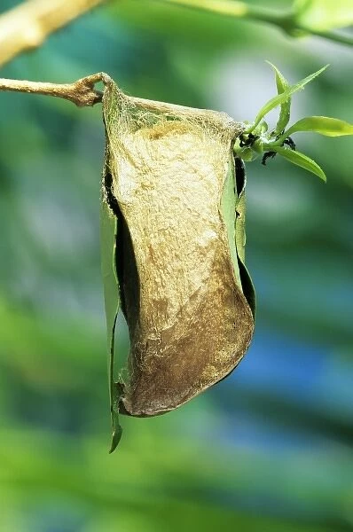 SE Asia. Giant Atlas moth (Attacus atlas) chrysalis or pupa