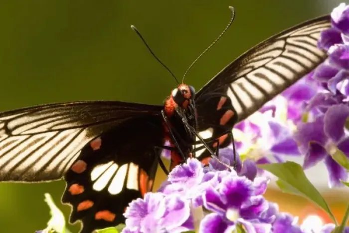 Framed Print : SE Asia, Thailand, Doi Inthanon, Papilio polytes romulus