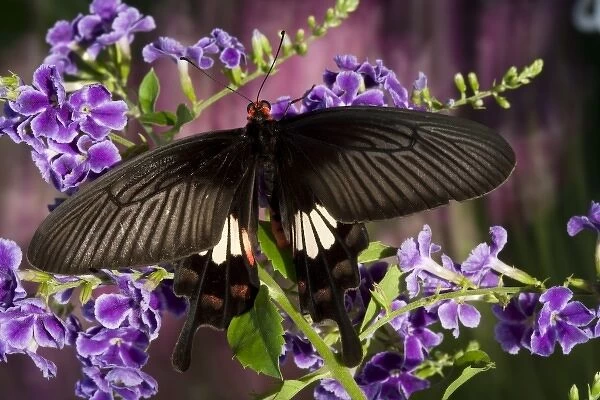 SE Asia, Thailand, Doi Inthanon, Papilio polytes romulus