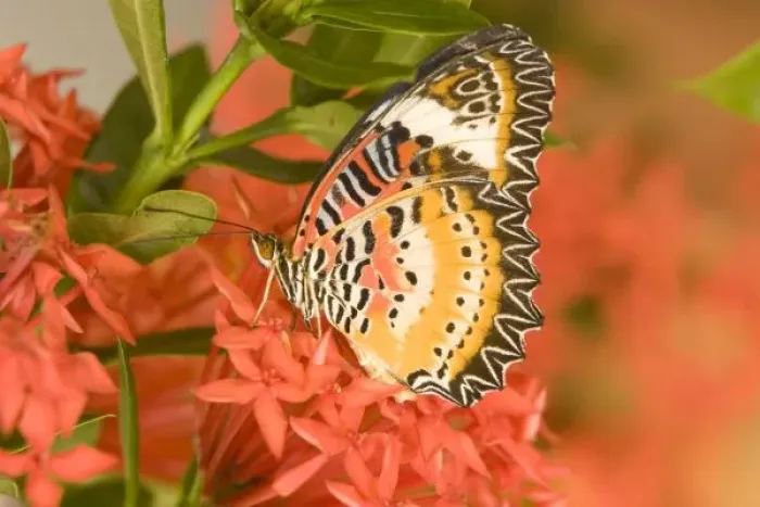Framed Print : SE Asia, Thailand, Nam Nao National Park, The Leopard Lacewing (Cethosia methypsea)