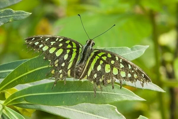 SE Asia, Thailand, Tailed Jay Butterfly (Graphium agamemnon)