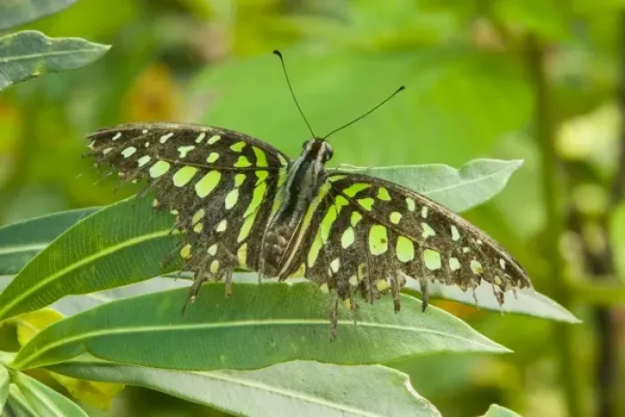 Framed Print : SE Asia, Thailand, Tailed Jay Butterfly (Graphium agamemnon)