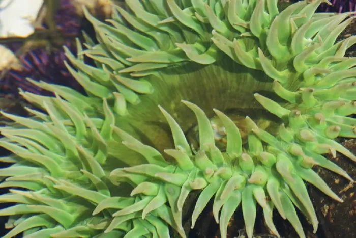 Framed Print : Sea Anemone Framed Print : Sea Anemone
