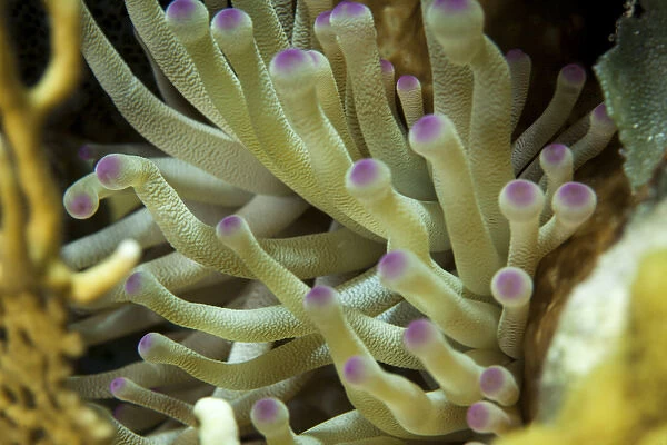 A sea anemone with purple tips on its arms in an underwater macro photo near Staniel Cay