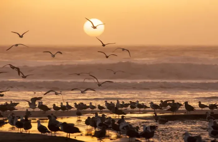 Framed Print : Sea birds on beach. Sun setting in mist. Santa Cruz coast, California, US Framed Print : Sea birds on beach. Sun setting in mist. Santa Cruz coast, California, US