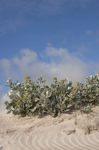 Sea cabbage (Senecio candicans) found only on the shoreline. It has anti-scobutic