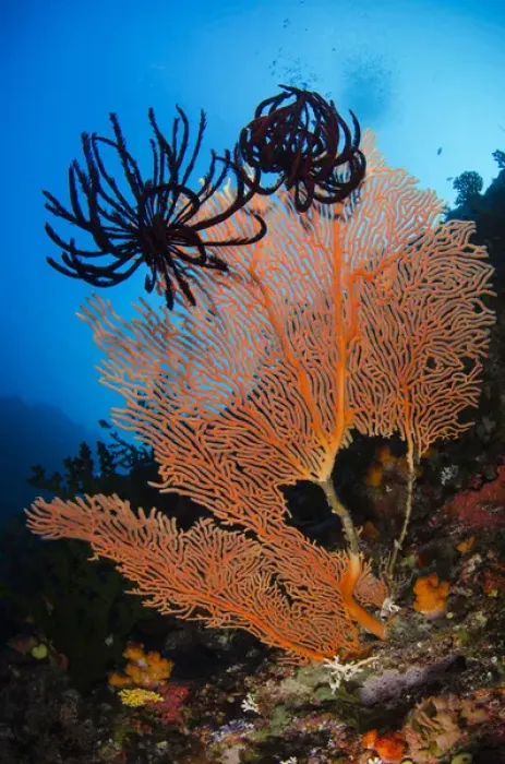 Framed Print : Sea Fan (Gorgonia) & Feather Star (Crinoidea), Rainbow Reef Fiji. South Pacific