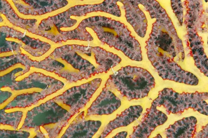 Framed Print : Sea Fan Gorgonia (Gorgonia), Rainbow Reef, Fiji. South Pacific Framed Print : Sea Fan Gorgonia (Gorgonia), Rainbow Reef, Fiji. South Pacific