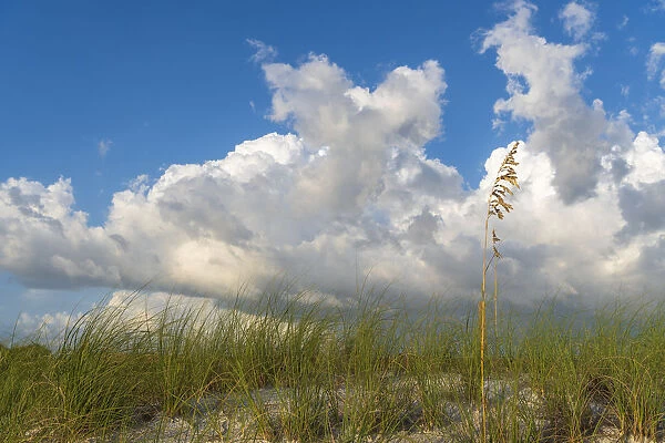 Sea grass and oats frame the dramatic cloudy sky