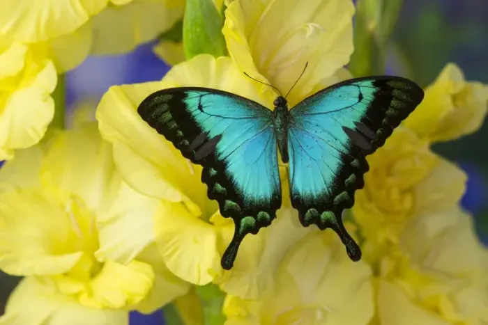 Framed Print : Sea Green Swallowtail Butterfly, Papilio lorquinianus Framed Print : Sea Green Swallowtail Butterfly, Papilio lorquinianus